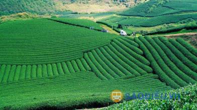 Cẩm nang du lịch Mộc Châu 2 ngày 1 đêm dành cho gia đình