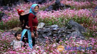 Tháng 11 - Khai mạc Lễ hội hoa tam giác mạch Hà Giang - Bản tình ca từ đá