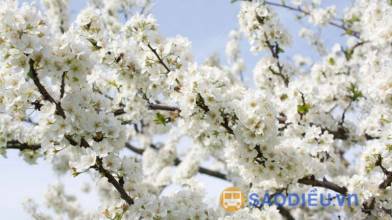 Mộc Châu: Vẻ đẹp của những mùa hoa