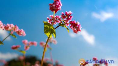 Top 15 homestay Hà Giang view đẹp, ấn tượng nhất